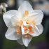 Нарцисс Дельнашо (Narcissus Delnashaugh), 5 шт (разбор 12/14)