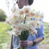 Нарцисс Дельнашо (Narcissus Delnashaugh), 5 шт (разбор 12/14)