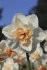 Нарцисс Дельнашо (Narcissus Delnashaugh), 5 шт (разбор 12/14)
