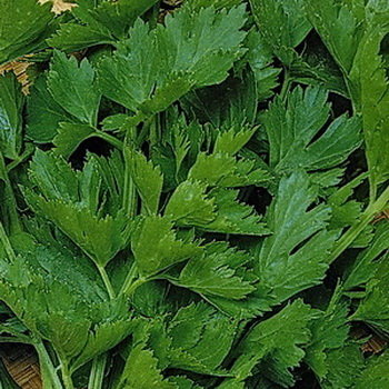 Сельдерей листовой Парус, 0.5 г
