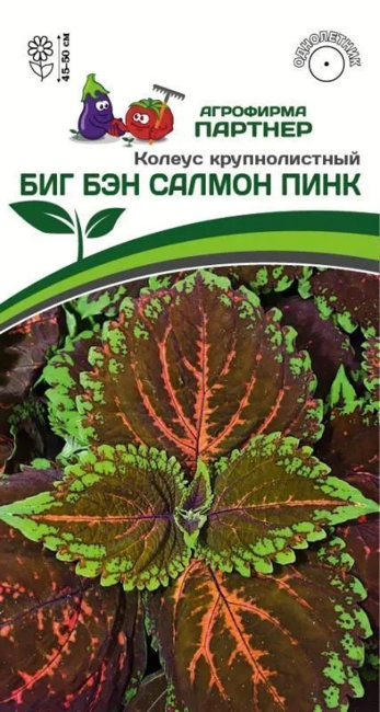 Колеус крупнолистный Биг Бэн Салмон Пинк, 5 шт семян