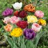 Тюльпан махровый смесь (Tulipa Double mix), 10 шт (разбор 12/14)