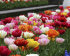 Тюльпан махровый смесь (Tulipa Double mix), 10 шт (разбор 12/14)