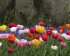 Тюльпан махровый смесь (Tulipa Double mix), 10 шт (разбор 12/14)