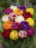 Тюльпан махровый смесь (Tulipa Double mix), 10 шт (разбор 12/14)