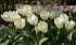 Тюльпан Пуриссима (Tulipa Purissima), 5 шт (разбор 11/12)