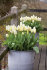 Тюльпан Пуриссима (Tulipa Purissima), 5 шт (разбор 11/12)