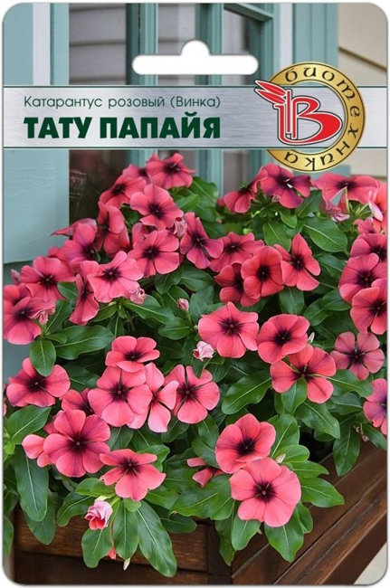 Катарантус розовый (Винка) Тату Папайя, 8 шт семян