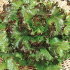 Салат Каравай, листовой, 0.5 г