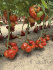 Томат Красный Марманде F1, 5 шт семян