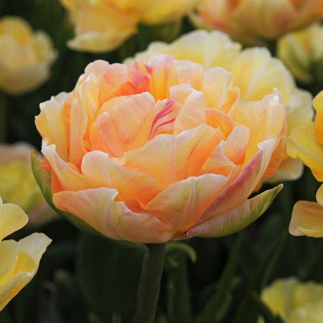Тюльпан charming lady фото и описание
