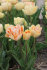 Тюльпан Чармин Леди (Tulipa Charming Lady), 10 шт (разбор 11/12)