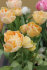 Тюльпан Чармин Леди (Tulipa Charming Lady), 10 шт (разбор 11/12)
