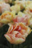 Тюльпан Чармин Леди (Tulipa Charming Lady), 10 шт (разбор 11/12)