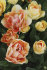 Тюльпан Чармин Леди (Tulipa Charming Lady), 10 шт (разбор 11/12)