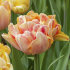 Тюльпан Чармин Леди (Tulipa Charming Lady), 10 шт (разбор 11/12)