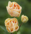 Тюльпан Чармин Леди (Tulipa Charming Lady), 10 шт (разбор 11/12)