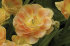 Тюльпан Чармин Леди (Tulipa Charming Lady), 10 шт (разбор 11/12)