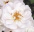 Роза Биненвайде Вайз (Bienenweide Weiß)