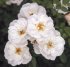 Роза Биненвайде Вайз (Bienenweide Weiß)