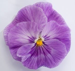 Виола крупноцветковая Динамит Лавендер (100 шт)