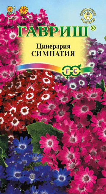 Цинерария гибридная Симпатия, 10 шт семян
