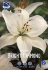 Лилия азиатская Брайт Даймонд (Bright Diamond = Asiatic White), 3 шт