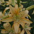 Лилия азиатская Изи Лайф (Lilium asiatic Easy Life), 1 шт
