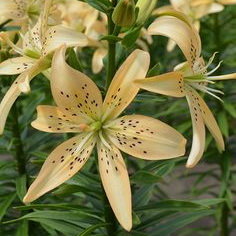 Лилия азиатская Изи Лайф (Lilium asiatic Easy Life), 1 шт