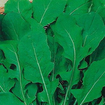 руккола с крупным листом