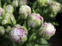 Тюльпан Свит Дезаэ (Tulipa Sweet Desire), 10 шт (разбор 12/14)