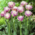 Тюльпан Свит Дезаэ (Tulipa Sweet Desire), 10 шт (разбор 12/14)