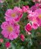 Роза Биненвайде роза (Bienenweide Rosa)