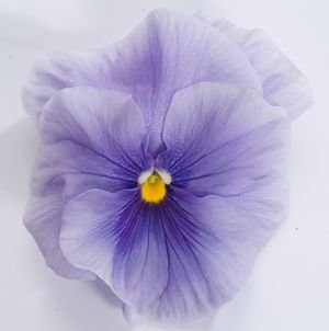 Виола крупноцветковая Динамит Лайт блю (100 шт)