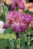 Ирис высокорослый Гортензия Роуз (Hortensia Rose), 1 шт