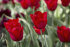 Тюльпан Ред Прауд (Tulipa Red Proud), 10 шт (разбор 12/14)
