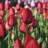 Тюльпан Ред Прауд (Tulipa Red Proud), 10 шт (разбор 12/14)