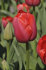 Тюльпан Ред Прауд (Tulipa Red Proud), 10 шт (разбор 12/14)