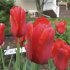 Тюльпан Ред Прауд (Tulipa Red Proud), 10 шт (разбор 12/14)