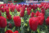 Тюльпан Ред Прауд (Tulipa Red Proud), 10 шт (разбор 12/14)