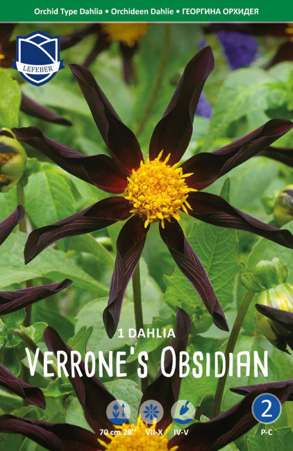 Георгина Верроне'c Обсидиан (Miscellaneous Verrone's Obsidian), 1 шт