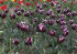 Тюльпан Александр Пушкин (Tulipa Alexander Pushkin), 10 шт (разбор 12/14)