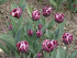 Тюльпан Александр Пушкин (Tulipa Alexander Pushkin), 10 шт (разбор 12/14)