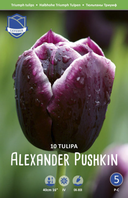 Тюльпан Александр Пушкин (Tulipa Alexander Pushkin), 10 шт (разбор 12/14)