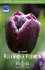 Тюльпан Александр Пушкин (Tulipa Alexander Pushkin), 10 шт (разбор 12/14)