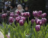 Тюльпан Александр Пушкин (Tulipa Alexander Pushkin), 10 шт (разбор 12/14)