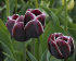 Тюльпан Александр Пушкин (Tulipa Alexander Pushkin), 10 шт (разбор 12/14)
