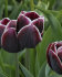 Тюльпан Александр Пушкин (Tulipa Alexander Pushkin), 10 шт (разбор 12/14)