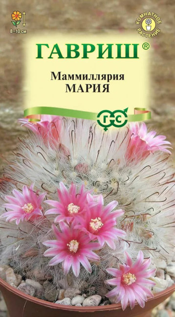 Маммиллярия бокасанская (Кактус) Мария, 2 шт семян