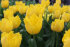 Тюльпан Гамильтон (Tulipa Hamilton), 10 шт (разбор 12/14)